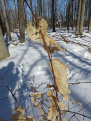 Philadelphus coronarius