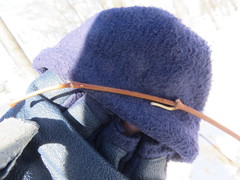 Philadelphus coronarius