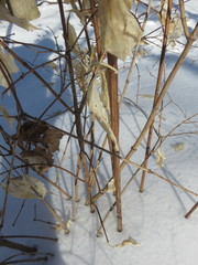 Philadelphus coronarius