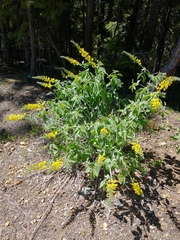 Thermopsis robusta