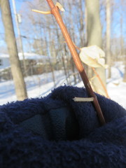 Philadelphus coronarius