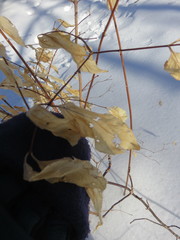 Philadelphus coronarius