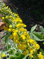 Thermopsis robusta