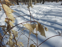 Philadelphus coronarius