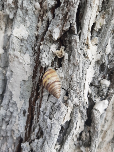 Mesembrinus tropicalis