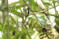 Loddigesia mirabilis