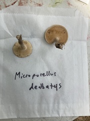 Microporellus dealbatus
