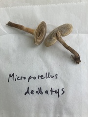 Microporellus dealbatus