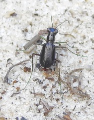Cicindela scabrosa