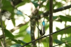 Loddigesia mirabilis