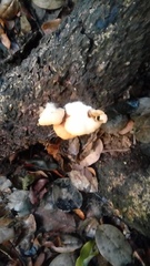 Crepidotus brunswickianus