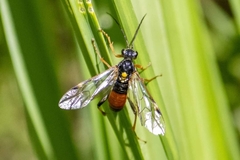 Tenthredopsis friesei