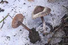 Pseudoomphalina angelesiana