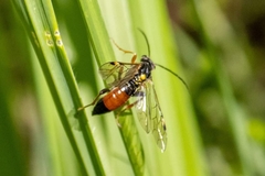 Tenthredopsis friesei