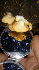 Crepidotus brunswickianus