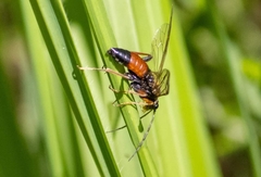 Tenthredopsis friesei