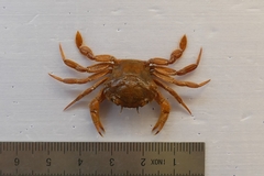 Liocarcinus corrugatus