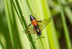 Tenthredopsis friesei