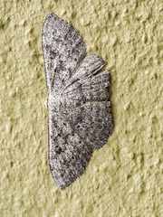 Scopula guancharia