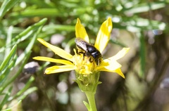 Osmia montana quadriceps