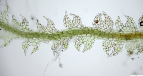 Fuscocephaloziopsis connivens
