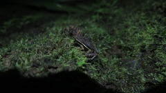 Epipedobates machalilla