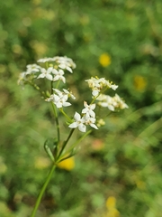 Galium pumilum