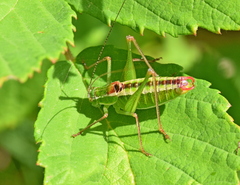 Poecilimon macedonicus