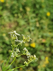 Galium pumilum