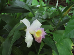 Sobralia veitchii