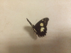 Oxeoschistus tauropolis tauropolis