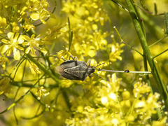 Eudolycoris alluaudi