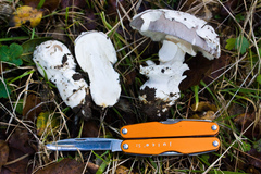 Amanita protecta
