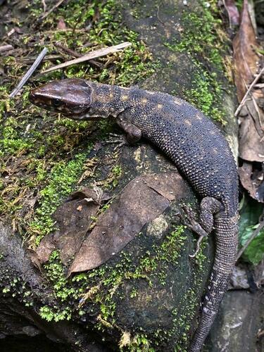 Madrean Tropical Night Lizard, Lepidophyma sylvaticum