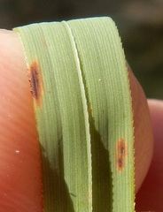 Leersia