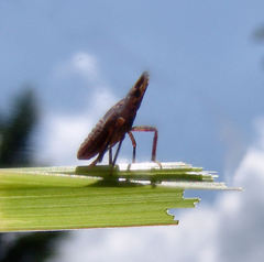 Rhynchomitra