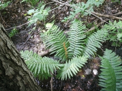 Osmundastrum cinnamomeum