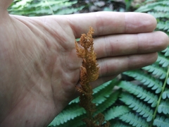 Osmundastrum cinnamomeum