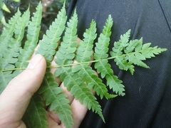 Osmundastrum cinnamomeum