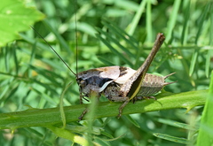 Pholidoptera macedonica