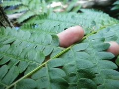 Osmundastrum cinnamomeum