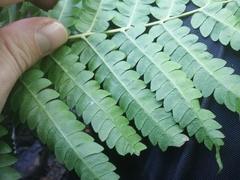 Osmundastrum cinnamomeum