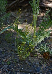 Puccinia monoica