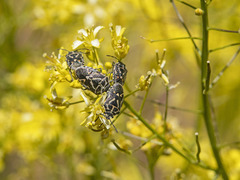 Eurydema lundbladi