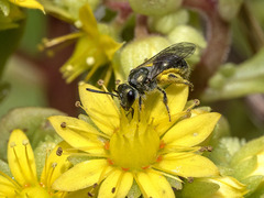 Lasioglossum loetum