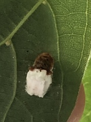 Pulvinaria innumerabilis