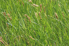 Carex douglasii