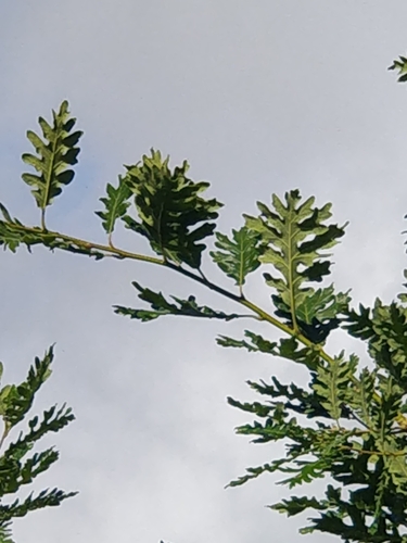 Quercus pyrenaica image