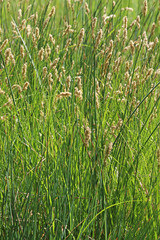 Carex douglasii