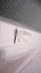 Neuroleon ochreatus